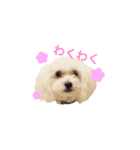 Dog,Rabbit and bird（個別スタンプ：21）