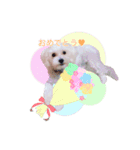 Dog,Rabbit and bird（個別スタンプ：22）