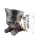 うちのむぎこ。（個別スタンプ：3）