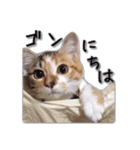 ウチのゴンちゃん（個別スタンプ：3）