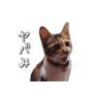 ウチのゴンちゃん（個別スタンプ：11）