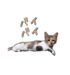 ウチのゴンちゃん（個別スタンプ：14）