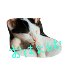 猫こねこねこ猫（個別スタンプ：1）