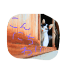 猫こねこねこ猫（個別スタンプ：2）