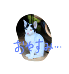 猫こねこねこ猫（個別スタンプ：3）