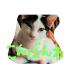猫こねこねこ猫（個別スタンプ：4）