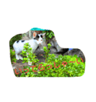猫こねこねこ猫（個別スタンプ：5）