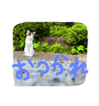 猫こねこねこ猫（個別スタンプ：6）