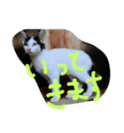 猫こねこねこ猫（個別スタンプ：7）