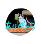猫こねこねこ猫（個別スタンプ：8）