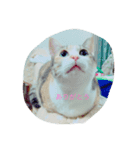 可愛い我が家の猫です！（個別スタンプ：1）