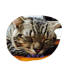 可愛い我が家の猫です！（個別スタンプ：2）