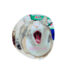 可愛い我が家の猫です！（個別スタンプ：3）