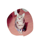 可愛い我が家の猫です！（個別スタンプ：4）