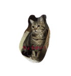 可愛い我が家の猫です！（個別スタンプ：6）