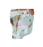 可愛い我が家の猫です！（個別スタンプ：8）