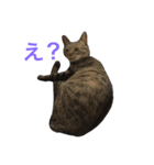 チャッピーは犬みたい（個別スタンプ：1）