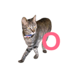 チャッピーは犬みたい（個別スタンプ：5）