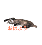 チャッピーは犬みたい（個別スタンプ：7）