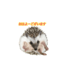 Mello's（個別スタンプ：1）