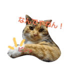 するめちゃん（個別スタンプ：1）