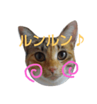 するめちゃん（個別スタンプ：3）