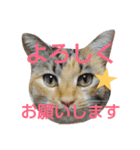 するめちゃん（個別スタンプ：7）