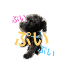 ショコラじじぃ（個別スタンプ：5）