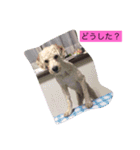 日頃使えるスタンプ（個別スタンプ：1）