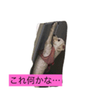 日頃使えるスタンプ（個別スタンプ：7）