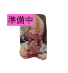 日頃使えるスタンプ（個別スタンプ：13）