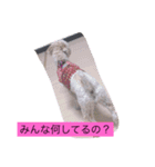日頃使えるスタンプ（個別スタンプ：15）