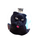 black cat LANI（個別スタンプ：3）