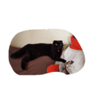 black cat LANI（個別スタンプ：4）
