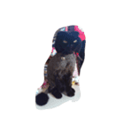 black cat LANI（個別スタンプ：6）