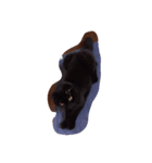 black cat LANI（個別スタンプ：7）