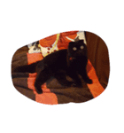 black cat LANI（個別スタンプ：8）