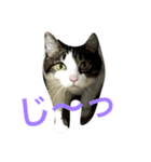 ひとことにゃんこ（個別スタンプ：2）