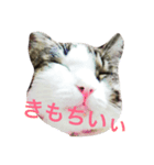 ひとことにゃんこ（個別スタンプ：3）