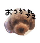 たむらこむぎ（個別スタンプ：3）