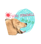 dachshund CLEO（個別スタンプ：1）