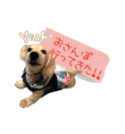 dachshund CLEO（個別スタンプ：2）