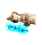 dachshund CLEO（個別スタンプ：3）