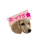 dachshund CLEO（個別スタンプ：5）