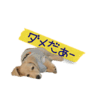 dachshund CLEO（個別スタンプ：6）