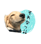dachshund CLEO（個別スタンプ：7）
