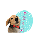 dachshund CLEO（個別スタンプ：8）
