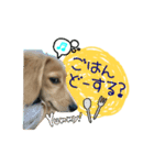 dachshund CLEO（個別スタンプ：10）