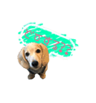 dachshund CLEO（個別スタンプ：11）