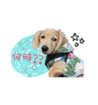 dachshund CLEO（個別スタンプ：12）